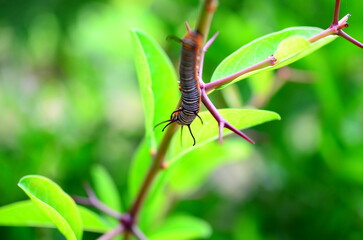 beautiful nature in backyard