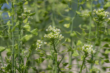 Blossoms and seeds of shepherds purse (Capsella bursa-pastoris).