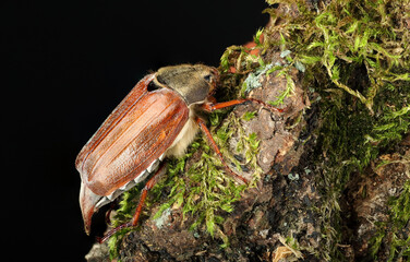 May beetle on bark with moss