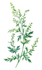 Watercolor hand drawn illustration Absinthe herb isolated on white background. Medicinal plant Artemisia absinthium - obrazy, fototapety, plakaty