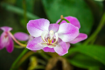 Naklejka na ściany i meble Orchid flower, Phalaenopsis