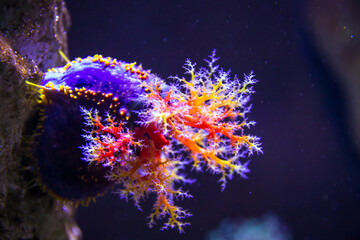Obraz na płótnie Canvas Colorful soft coral close-up view in ocean