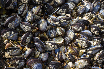 Mussels on a rock closeup view