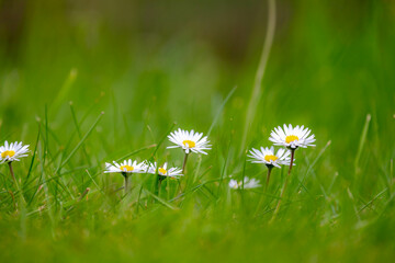 Selective focus of wild Bellis perennis flowers, Common European species of daisy the family of Asteraceae, Small Madeliefje blooming in the green meadow in spring, Nature floral background. © Sarawut
