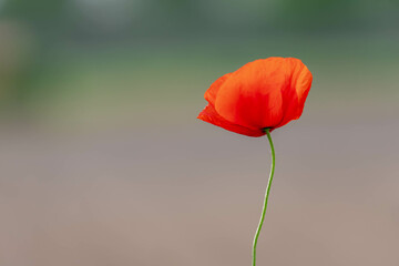 Selective focus of one single red poppies flowers with green grass along sidewalk, Poppy is a flowering plant in the subfamily Papaveraceae of the family Papaveraceae, Nature floral background.