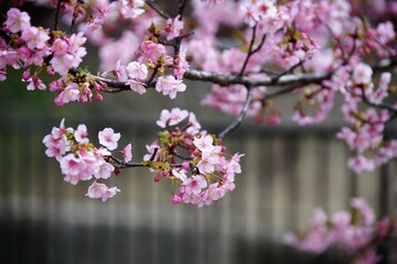 京都の淀水路の早咲きの河津桜