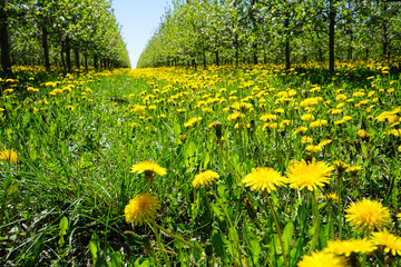 Apple orchard garden in springtime with beautiful field of blooming dandelions. Blossoming apple orchard in spring.
