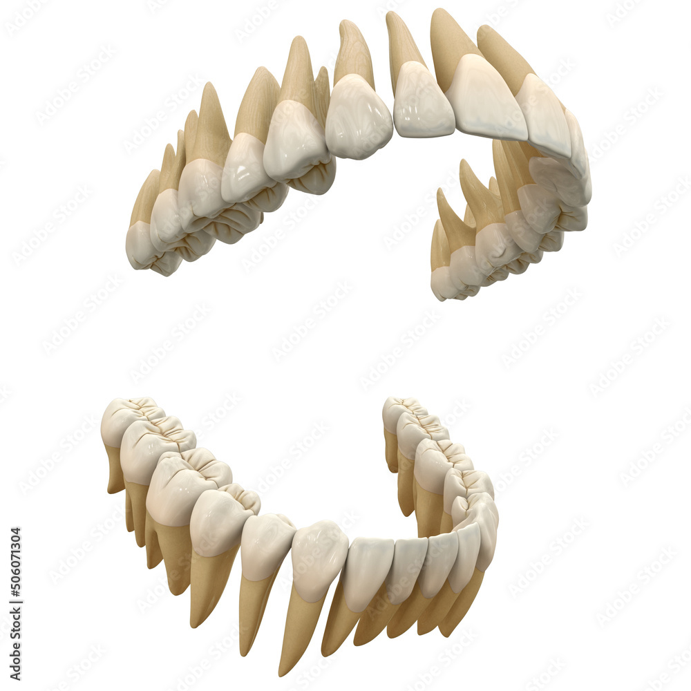 Wall mural human teeth. anatomy correct open dental arch. 3d illustration of the human open dental arcade. corr