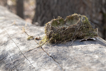 Empty bird nest lying on tree trunk
