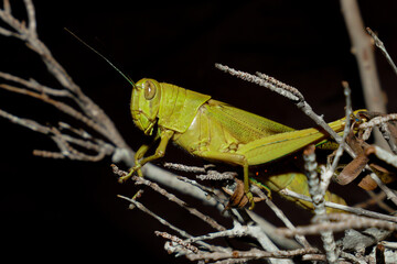 grasshopper on the stalk