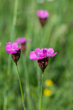Pink blossoms of a carthusian pink flower (Dianthus carthusianorum).
