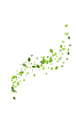 Olive Foliage Abstract Vector White Background.