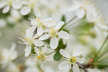 Cherry flowers close up. Selective focus.