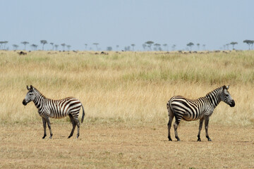 Two zebras in savanna on safari in Kenya national park. Wild animals in nature 