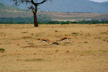 natural wildlife scene, Two male Thomsons Gazelle fighting, Kalahari, South Africa, Kenya.

