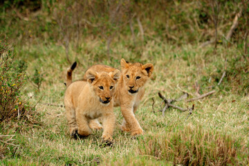  Two young lions play in the wild African savannah, Kenya.