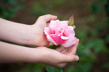 ピンクのバラに触れる子供の手