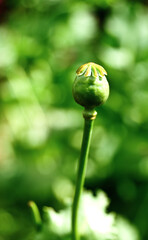 Opium Poppy grown in north of Thailand