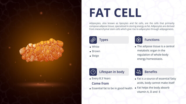 Structure, Function and Types of Fat Cell- Vector Image Design