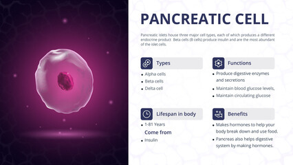Structure, Function and Types of Pancreatic Cell Vector Image Design - Powered by Adobe