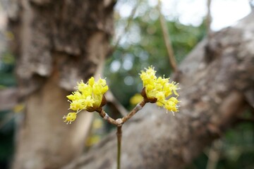 京都の伏見の長建寺のサンシュユのはな
