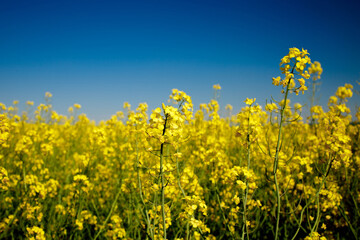 Obraz premium Yellow blooming rapeseed field. Rapeseed is grown for the production of animal feeds, vegetable oils and biodiesel