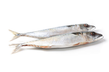 Atlantic mackerel fish isolated on a white background