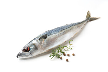 Atlantic mackerel fish with branch of rosemary and peppercorns, isolated on a white background
