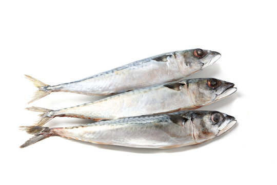 Atlantic mackerel fish isolated on a white background