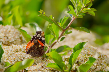 Mariposa Vanessa atalanta sobre flores blancas