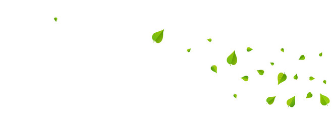 Fototapeta na wymiar Green Leaf Transparent Vector Panoramic White