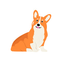 Corgi dog. Cute puppy on a white background. Vector illustration