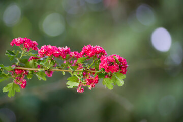 Espino de flores rojas