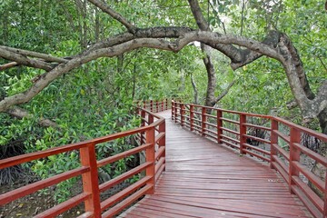 Low angle view along a wooden public footpath through a mangrove forest conservation area with tree branches arching over the path. Southeast Asia, no people.