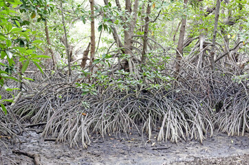 A row of trees with aerial roots growing in muddy wetland mangrove