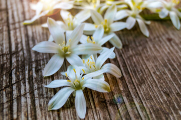 Fototapeta na wymiar white flowers on wooden background