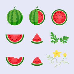 Watermelon and juicy slices vector set, flat design of green leaves and watermelon flower illustration, Fresh and juicy fruit concept of summer food.