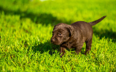 Young dogs of breed labrador close up. Labrador puppy, beautiful little dogs running around the green grass. Mowed lawn. Copy space for text, long banner.The concept of childhood friendship and games