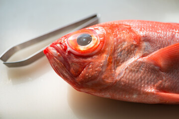 Red snapper or kinmedai fresh whole fish