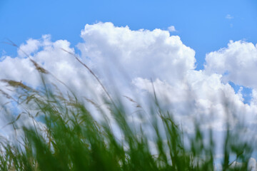 Obraz na płótnie Canvas Background, green grass on a background of blue sky and clouds.