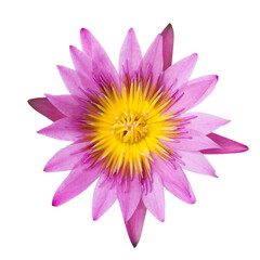 Closeup Purple lotus on isolate background
