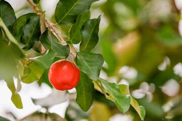 Wild cherries on tree