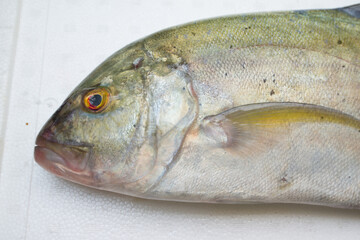 Caranx melampygus, Bluefin trevally or Black ulua