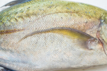 Caranx melampygus, Bluefin trevally or Black ulua