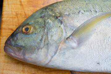 Caranx melampygus, Bluefin trevally or Black ulua on wood floor