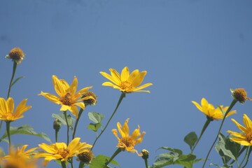 yellow flowers on blue sky background