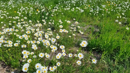 Wild flowers in the field heralding spring in Korea