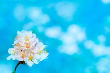 White flowers bloom in the trees. Spring landscape with blooming sakura tree. Beautiful blooming garden on a sunny day. Copy space for text.