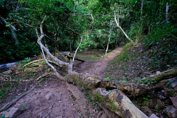 Interior of the central jungle of Peru, dense vegetation with rivers and waterfalls full of purity and tranquility.