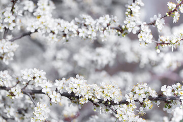 White flowers bloom in the trees. Spring landscape with blooming sakura tree. Beautiful blooming garden on a sunny day. Copy space for text.